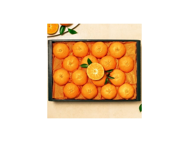 농부천혜향 추천: 꼭 써봐야 하는 혁신적인 신제품